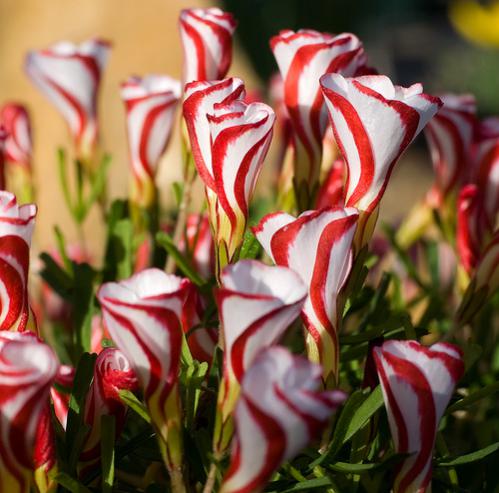 Name:  oxalis1.jpg
Views: 1364
Size:  42.2 KB