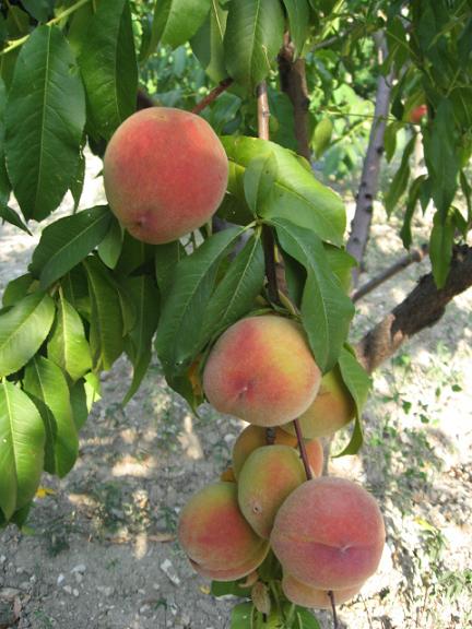 Name:  eftali2.JPG
Views: 1627
Size:  57.2 KB