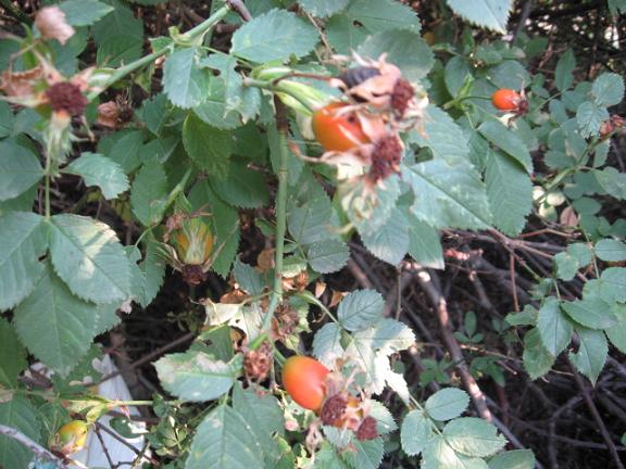 Name:  kuburnu1.JPG
Views: 1795
Size:  64.1 KB