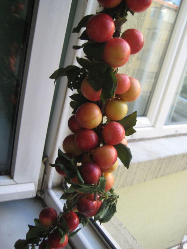 Name:  IMG_3207.jpg
Views: 784
Size:  53.2 KB