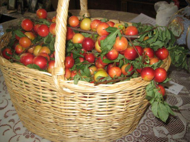 Name:  IMG_3206.jpg
Views: 1060
Size:  61.5 KB