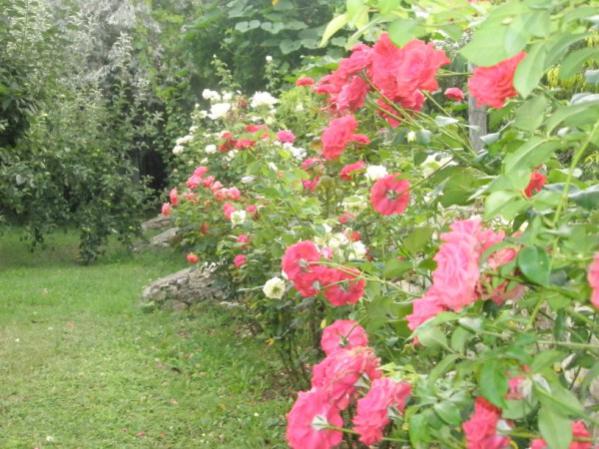Name:  P7240097 (600 x 450).jpg
Views: 970
Size:  56.6 KB