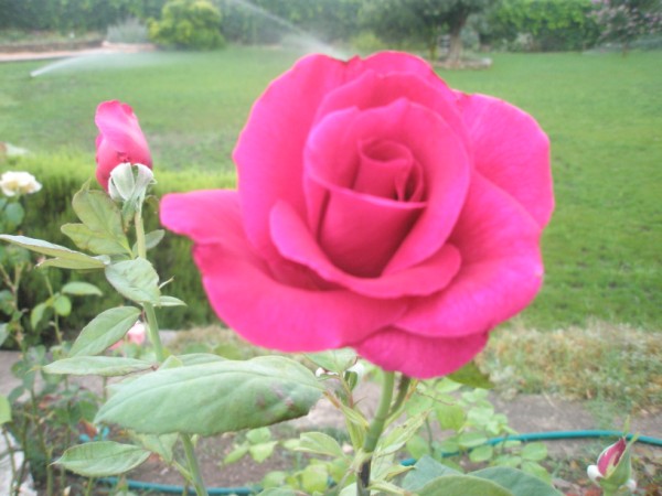 Name:  P7240124 (600 x 450).jpg
Views: 979
Size:  60.2 KB
