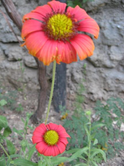 Name:  krmz  1.JPG
Views: 1316
Size:  43.5 KB