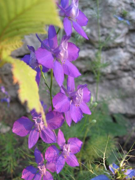 Name:  hazeran2.JPG
Views: 1278
Size:  45.0 KB