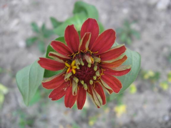 Name:  zinnia2.JPG
Views: 1383
Size:  32.7 KB