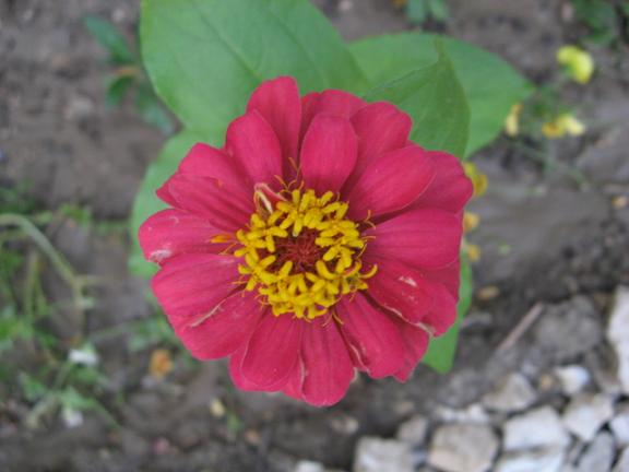 Name:  zinnia.JPG
Views: 1318
Size:  35.2 KB