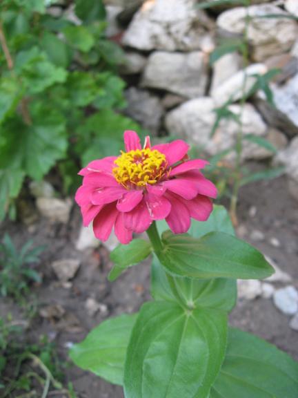 Name:  zinnia 1.JPG
Views: 1311
Size:  38.7 KB