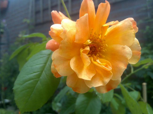 Name:  Foto1118.jpg
Views: 492
Size:  31.7 KB