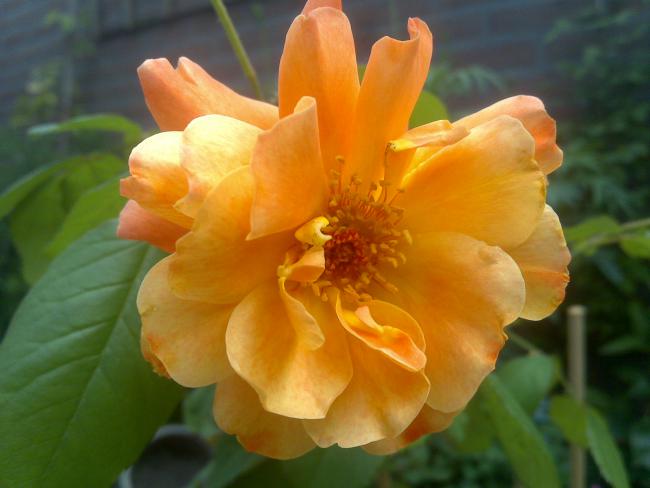 Name:  Foto1119.jpg
Views: 518
Size:  32.5 KB