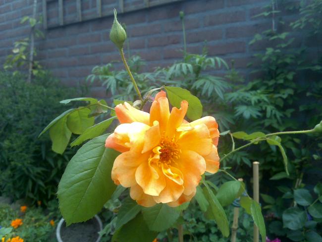 Name:  Foto1120.jpg
Views: 515
Size:  42.6 KB
