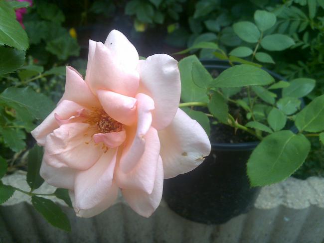 Name:  Foto1122.jpg
Views: 508
Size:  34.1 KB