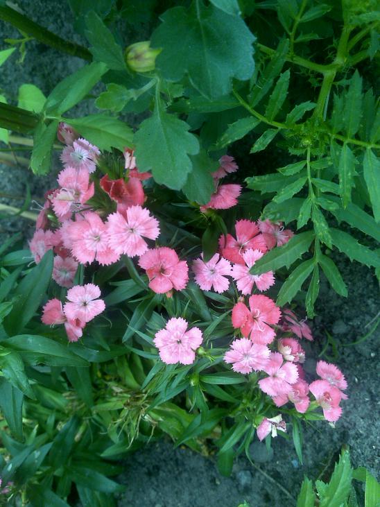 Name:  Foto1126.jpg
Views: 503
Size:  74.6 KB