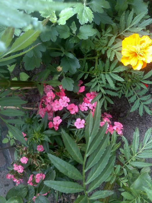 Name:  Foto1127.jpg
Views: 485
Size:  74.4 KB