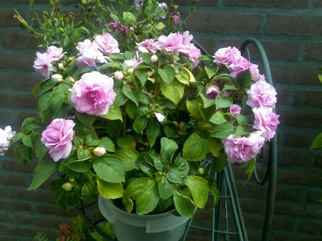 Name:  Foto1128.jpg
Views: 498
Size:  60.9 KB