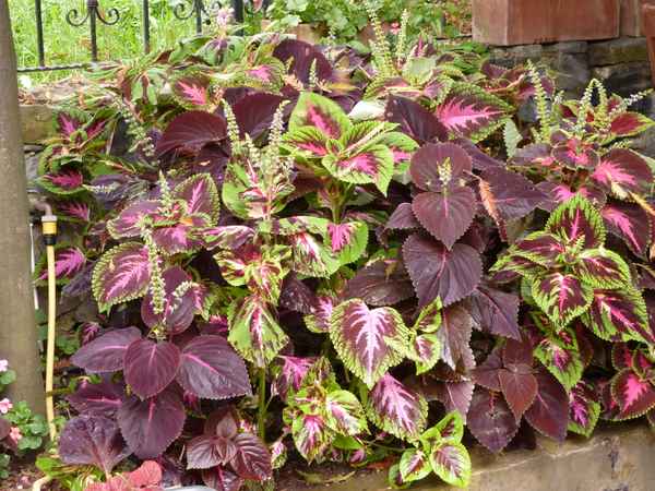 Name:  Bahe 01 Austos 2010 032.JPG
Views: 1082
Size:  69.5 KB