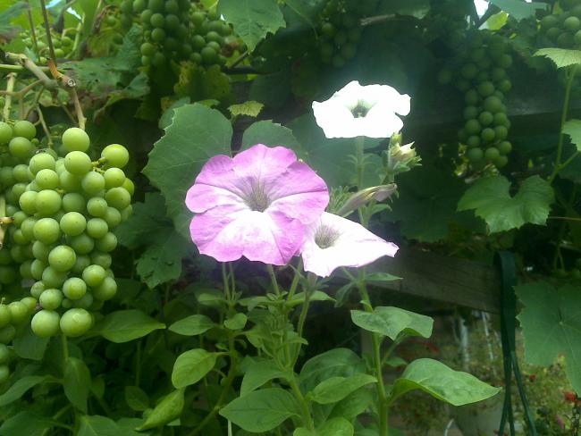 Name:  Foto1129.jpg
Views: 476
Size:  48.1 KB