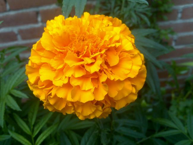 Name:  Foto1136.jpg
Views: 494
Size:  37.5 KB