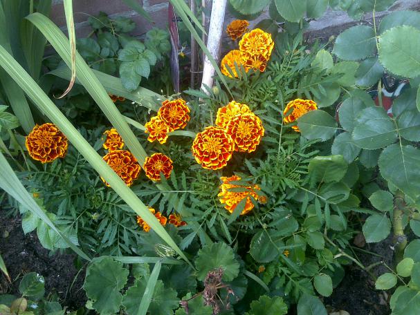 Name:  Foto1138.jpg
Views: 493
Size:  70.5 KB