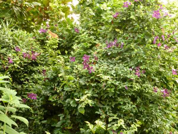 Name:  Bahe 01 Austos 2010 030-1.JPG
Views: 1053
Size:  68.6 KB