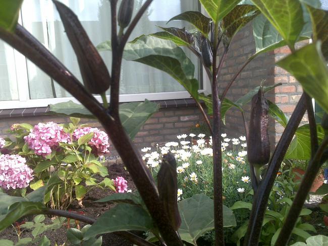 Name:  Foto1145.jpg
Views: 676
Size:  63.8 KB
