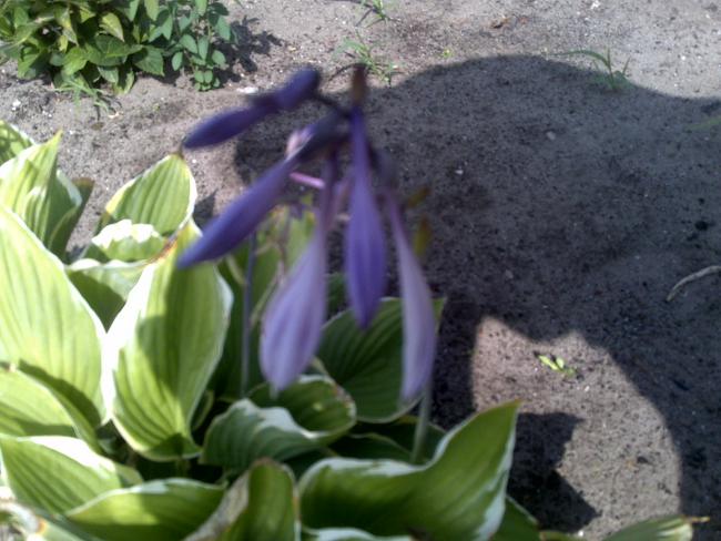 Name:  Foto1147.jpg
Views: 709
Size:  50.3 KB