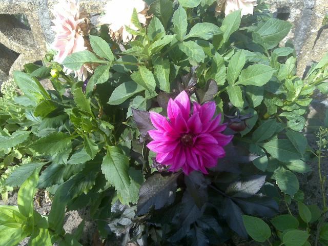 Name:  Foto1149.jpg
Views: 664
Size:  70.3 KB