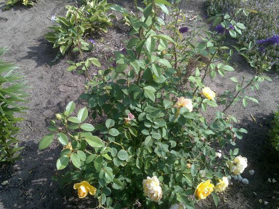 Name:  Foto1155.jpg
Views: 796
Size:  71.1 KB