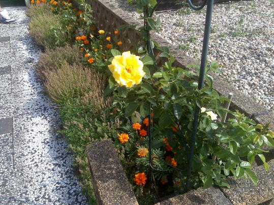 Name:  Foto1168.jpg
Views: 709
Size:  71.9 KB