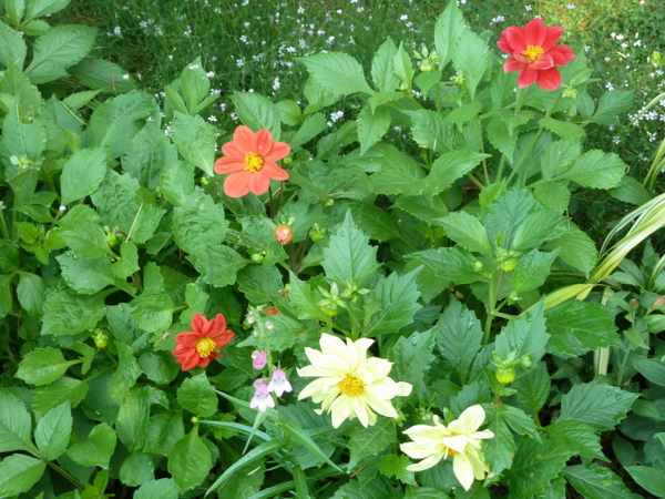 Name:  Bahe 27 Haziran 2010 009.JPG
Views: 1154
Size:  57.8 KB