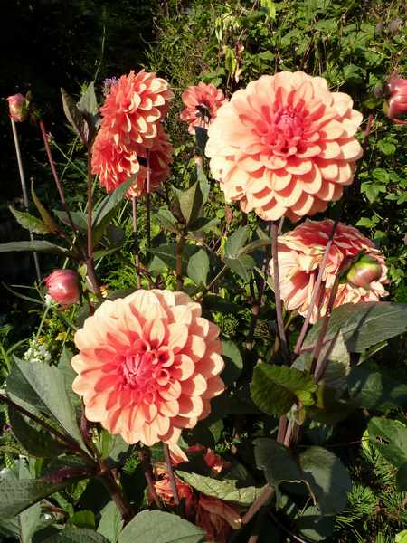 Name:  Bahe 19 Temmuz 2010 026.JPG
Views: 981
Size:  57.6 KB