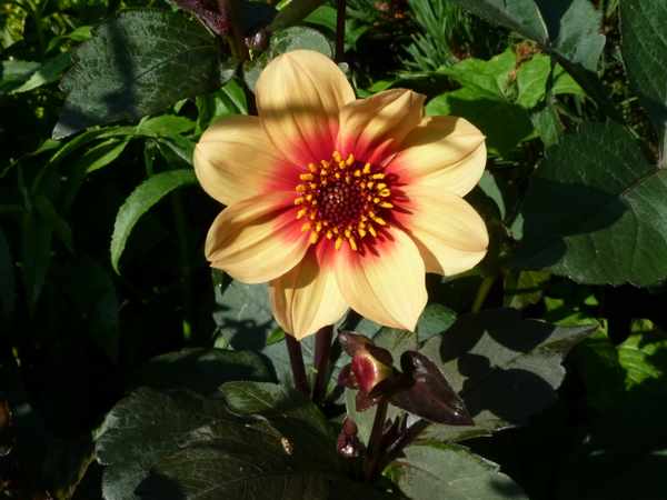 Name:  Dahlia 'Moonfire'.JPG
Views: 1050
Size:  44.3 KB