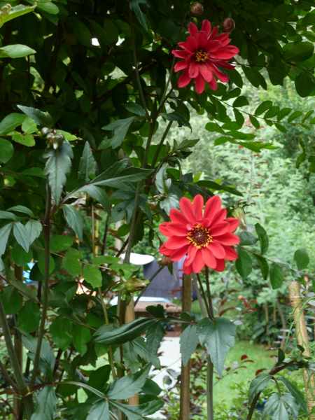 Name:  Bahe 01 Agustos 2010 002.JPG
Views: 1049
Size:  47.0 KB