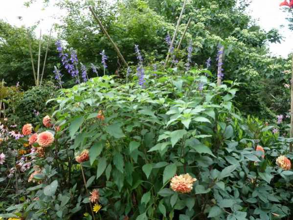 Name:  Bahe 01 Austos 2010 008.jpg
Views: 1061
Size:  69.5 KB