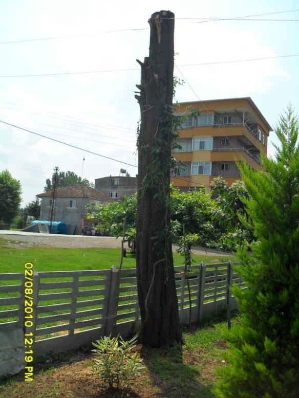 Name:  025.jpg
Views: 1275
Size:  66.5 KB