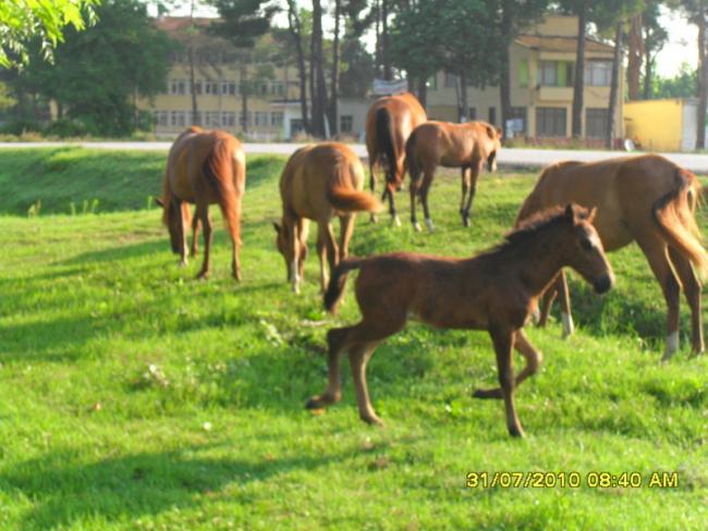 Name:  015.jpg
Views: 1359
Size:  54.0 KB