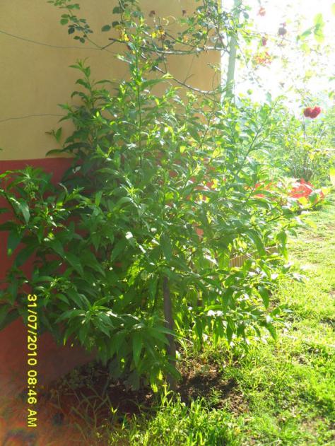 Name:  026.jpg
Views: 1277
Size:  71.5 KB