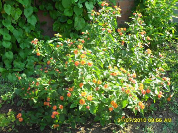 Name:  042.jpg
Views: 1222
Size:  73.8 KB
