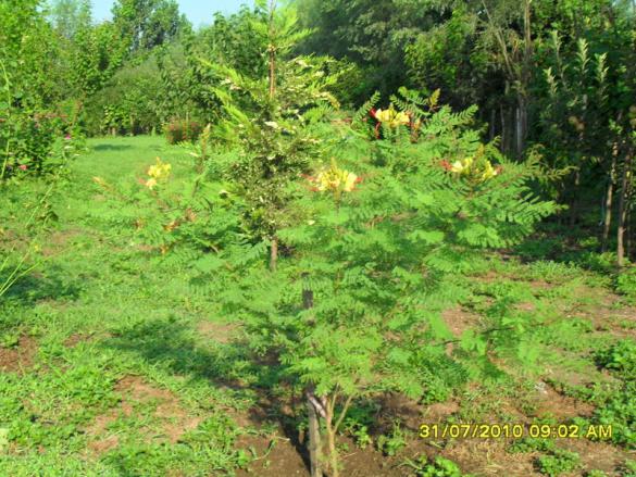 Name:  058.jpg
Views: 1476
Size:  72.1 KB