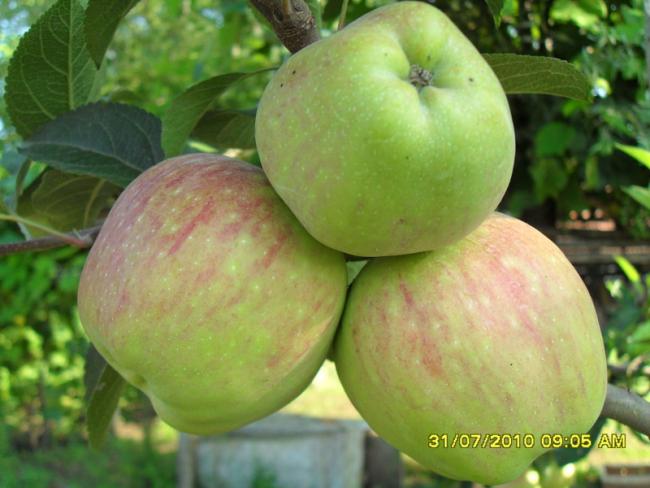 Name:  068.jpg
Views: 1180
Size:  42.5 KB