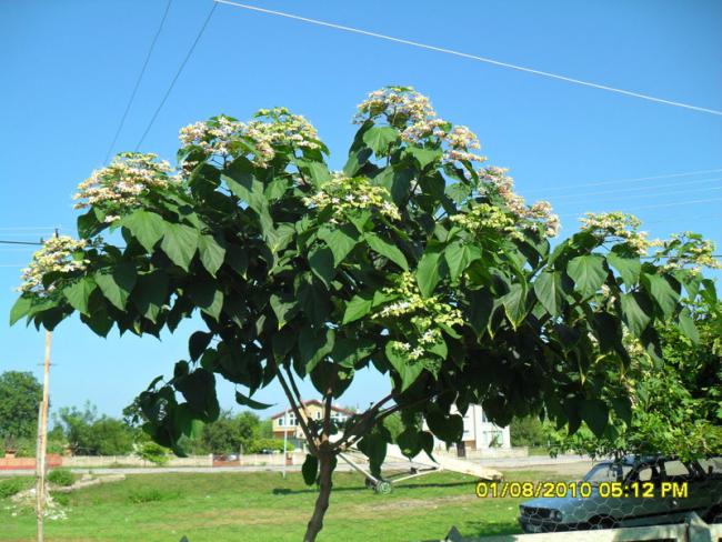 Name:  017.jpg
Views: 2925
Size:  65.0 KB