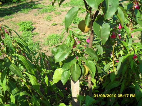 Name:  028.jpg
Views: 1332
Size:  72.4 KB