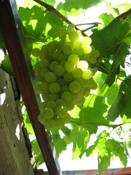 Name:  beyaz zm.JPG
Views: 1080
Size:  50.0 KB