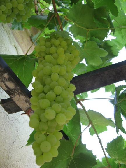 Name:  ekirdeksiz zm.JPG
Views: 1077
Size:  46.3 KB