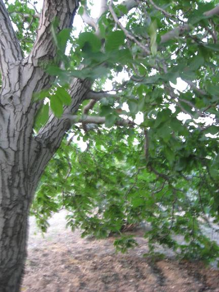 Name:  b ceviz.JPG
Views: 972
Size:  66.0 KB