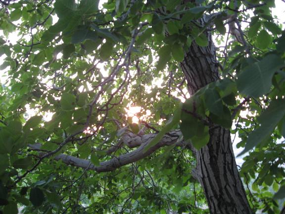 Name:  b ceviz 1.JPG
Views: 955
Size:  67.3 KB