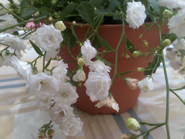 Name:  Foto1194.jpg
Views: 724
Size:  41.1 KB