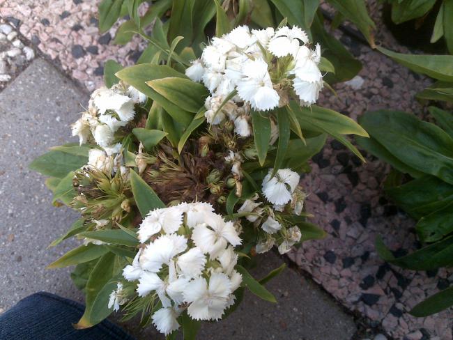 Name:  Foto1199.jpg
Views: 643
Size:  60.5 KB