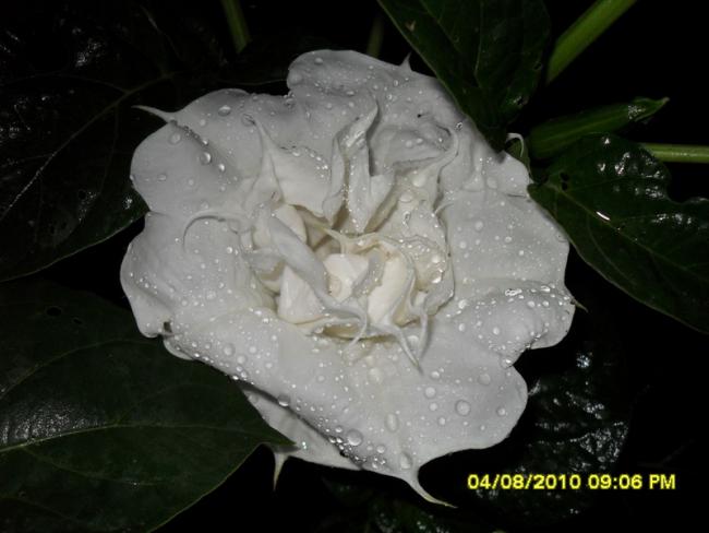 Name:  017.jpg
Views: 1152
Size:  34.0 KB