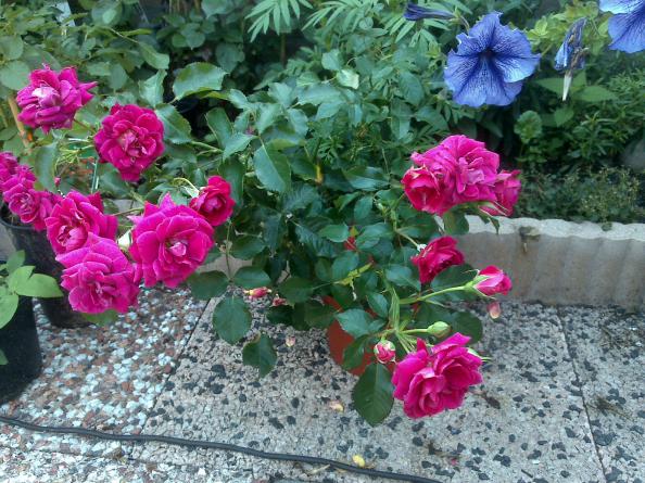 Name:  Foto1203.jpg
Views: 791
Size:  72.0 KB